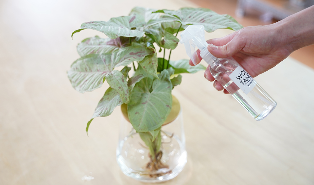 シンゴニウムに葉水をしている様子