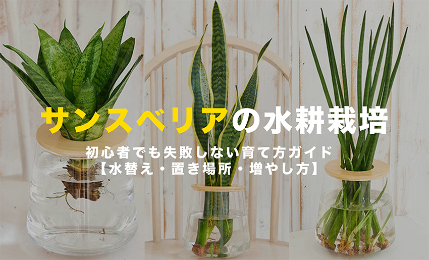 サンスベリアの水耕栽培