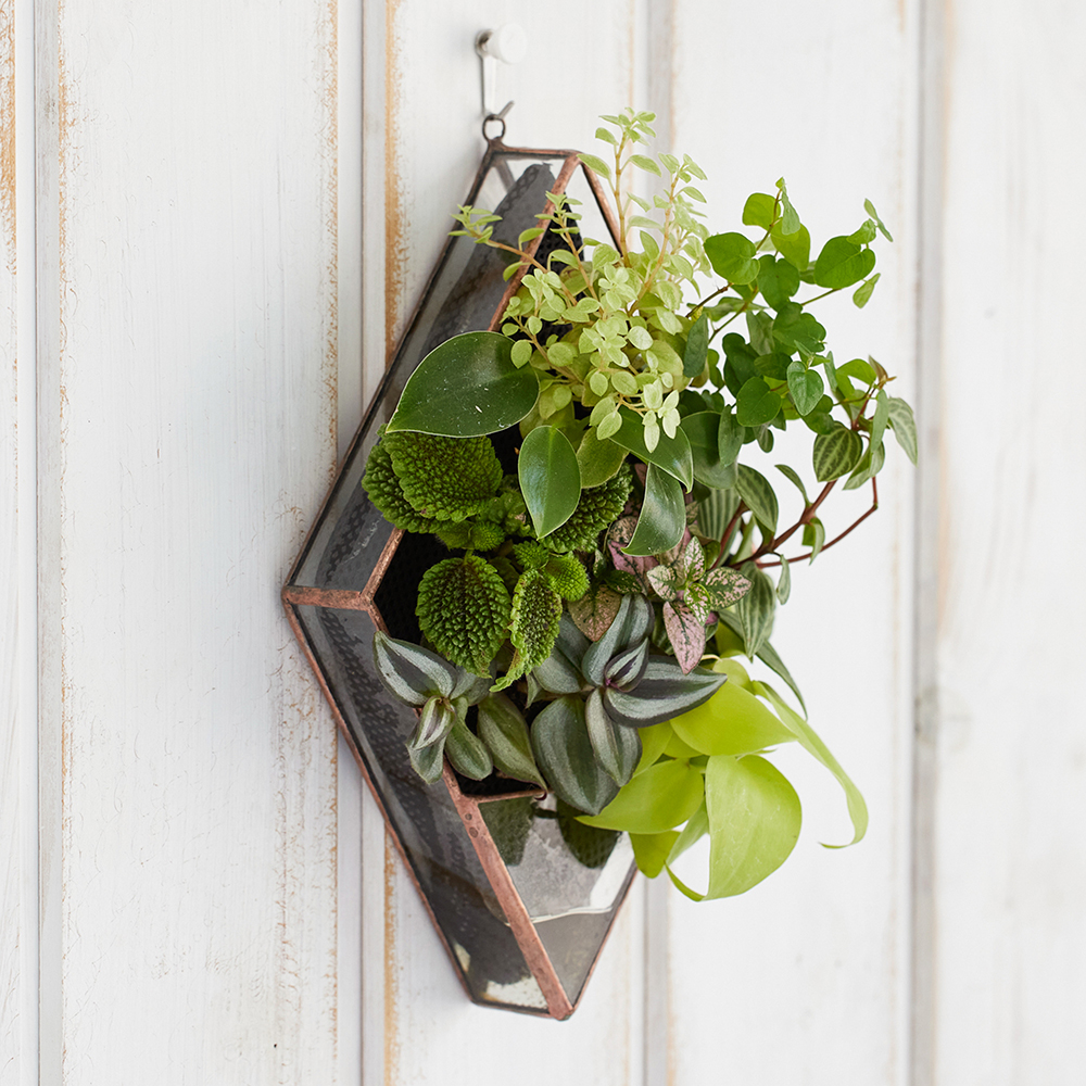 観葉植物の水耕栽培|壁掛け