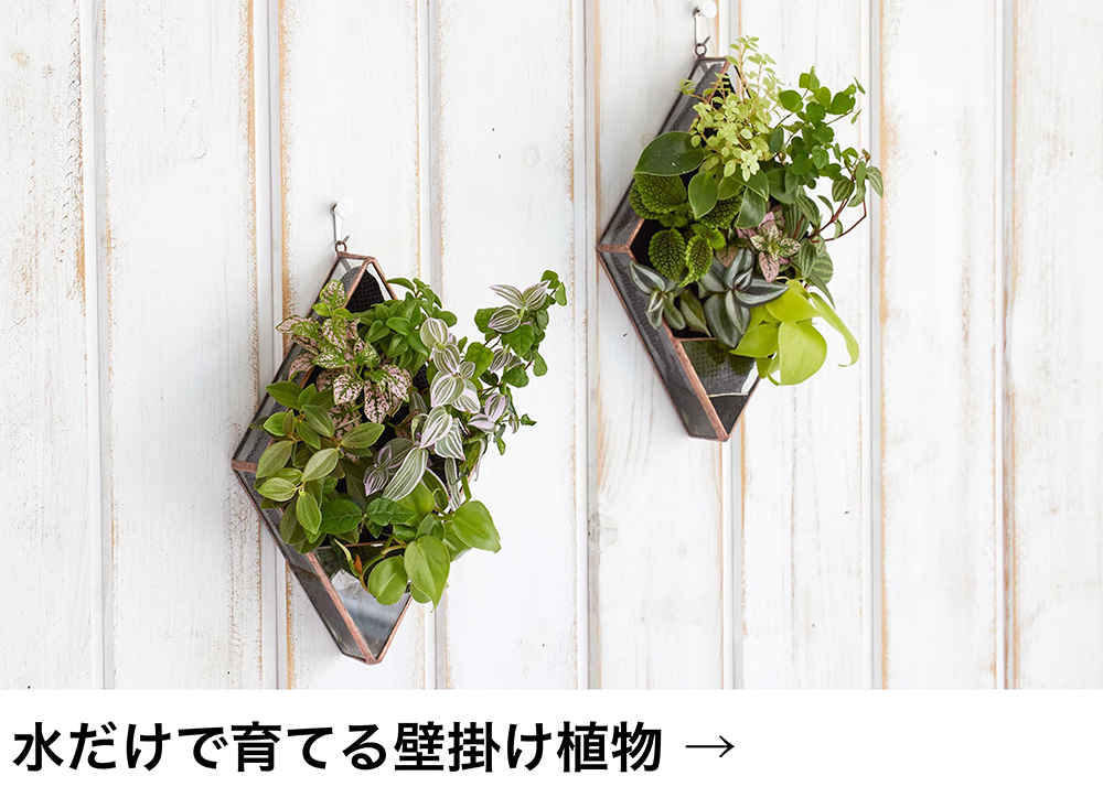 水だけで育てる壁掛け植物