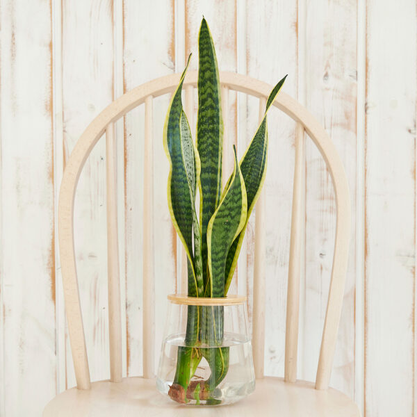 サンスベリアの水耕栽培