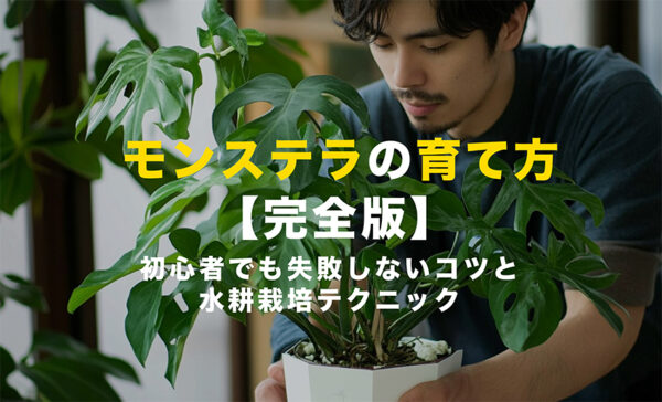 モンステラの育て方