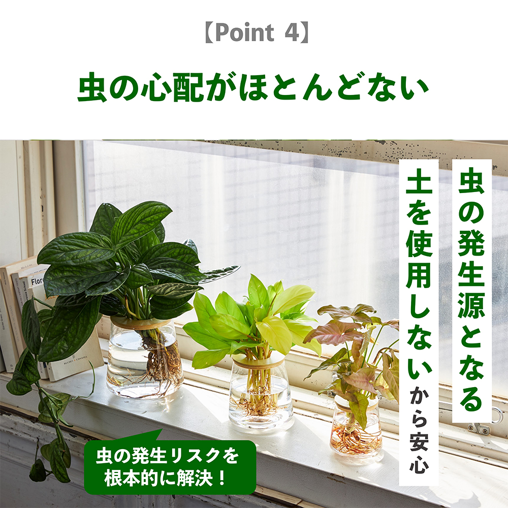 観葉植物の水耕栽培は虫の心配がほとんどない