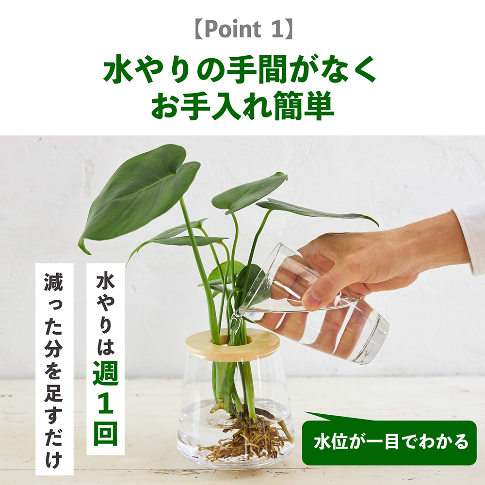 観葉植物の水耕栽培は水やりの手間がなくお手入れ簡単