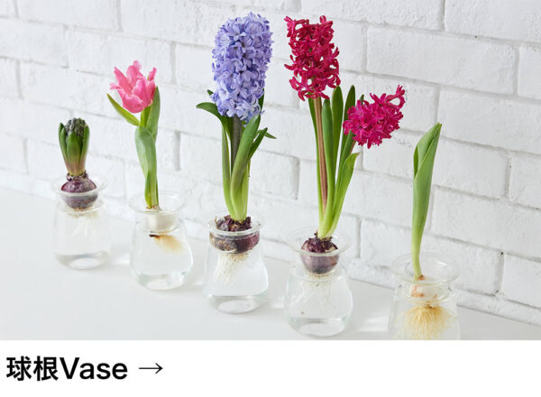 球根Vase