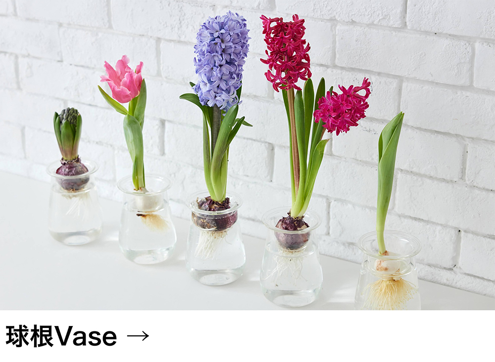 球根Vase