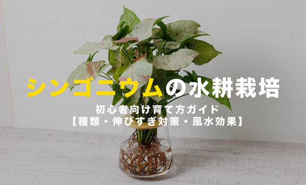 シンゴニウムの水耕栽培