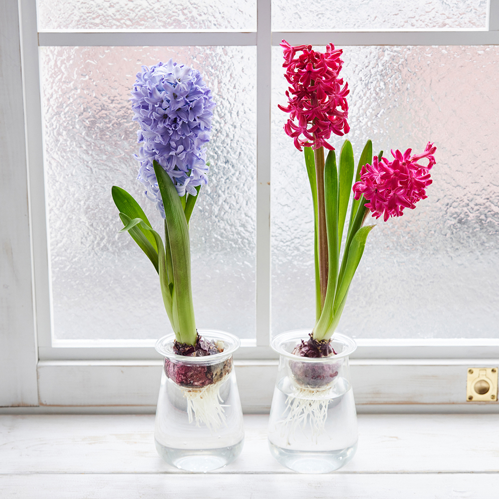 球根の水耕栽培