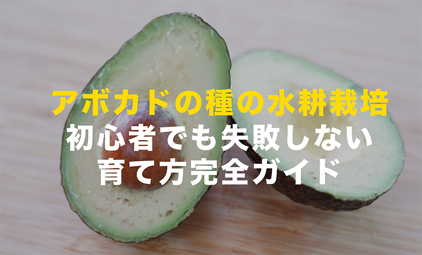 アボカドの種の水耕栽培