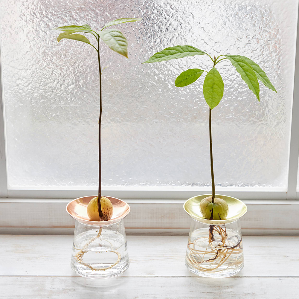 アボカド 水耕栽培