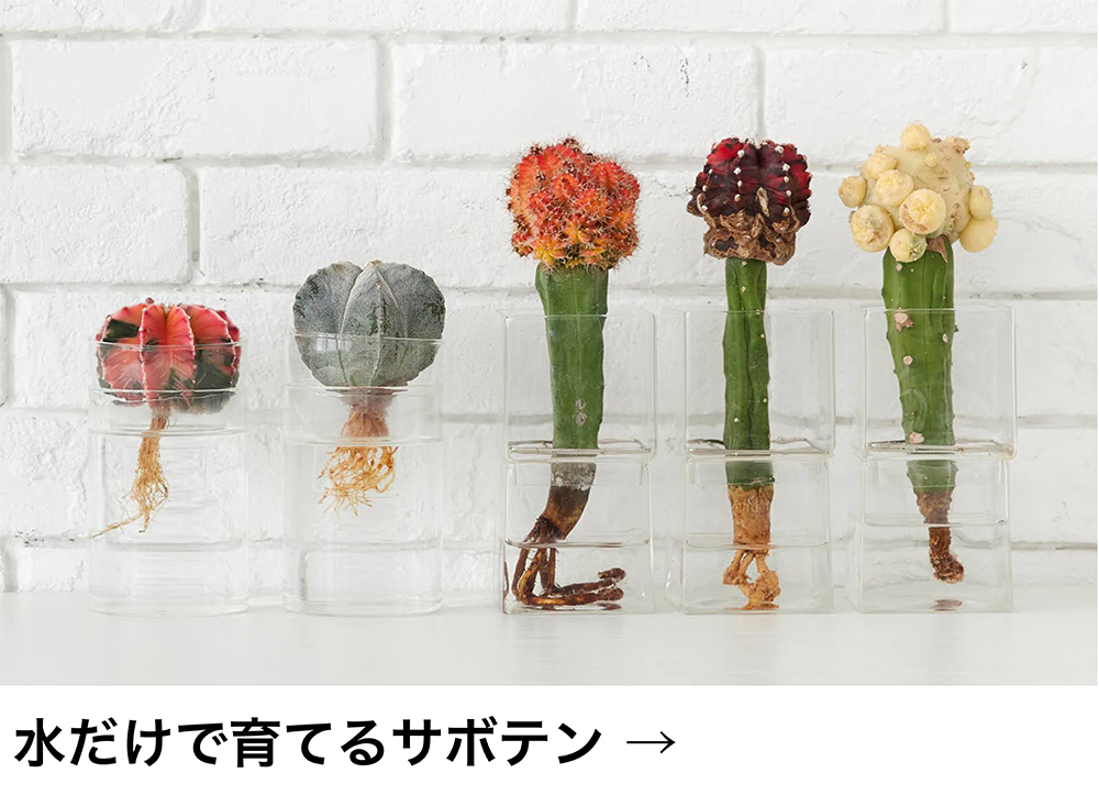 水だけで育てるサボテン