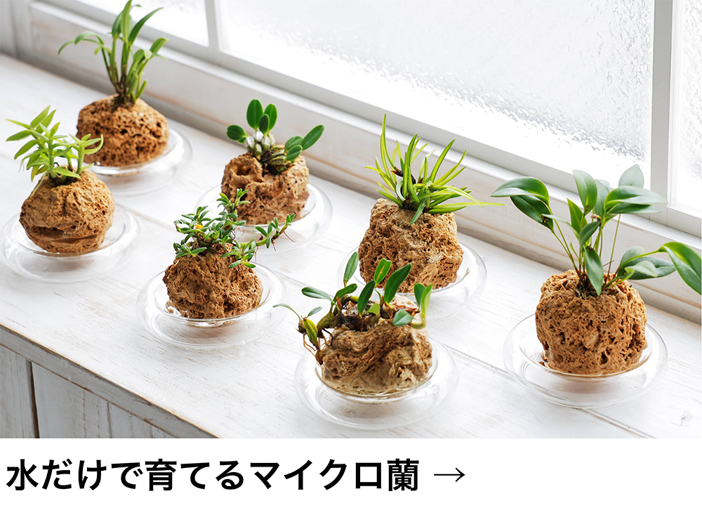 水だけで育てるマイクロ蘭
