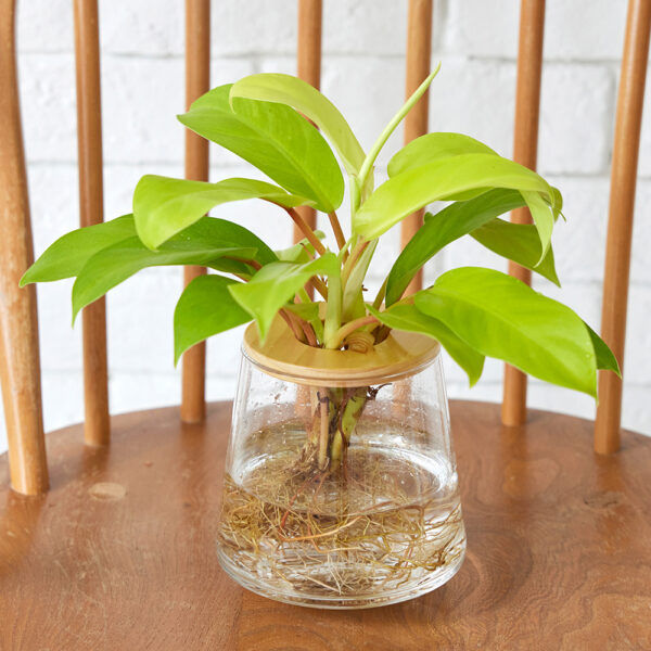 フィロデンドロンの水耕栽培