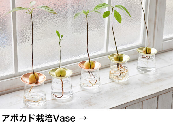 アボカド栽培Vase