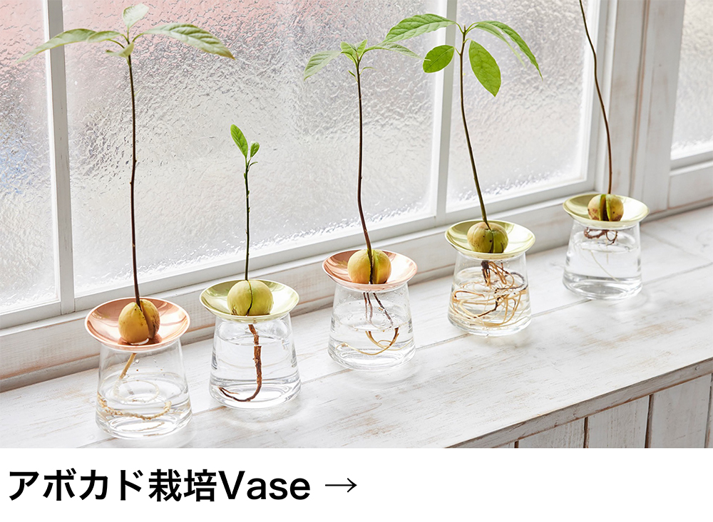 アボカド栽培Vase