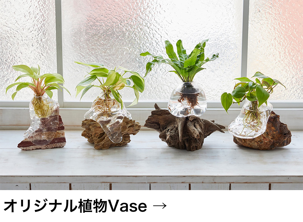 オリジナル植物Vase