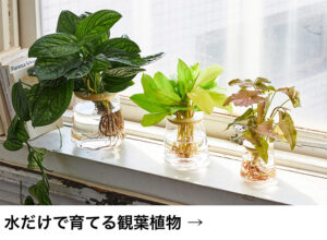 水だけで育てる観葉植物