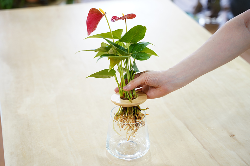 水耕栽培のアンスリウムを器にセットしている