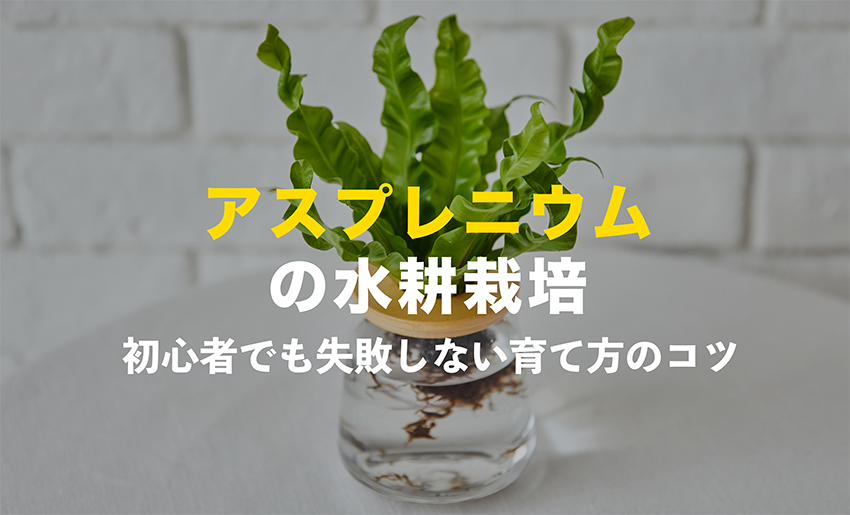 アスプレニウムの水耕栽培