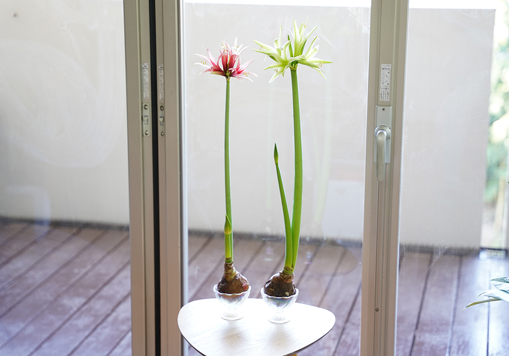 マジックアマリリスの花