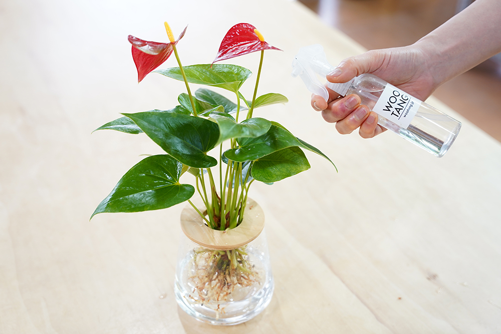 アンスリウムに葉水をしている様子