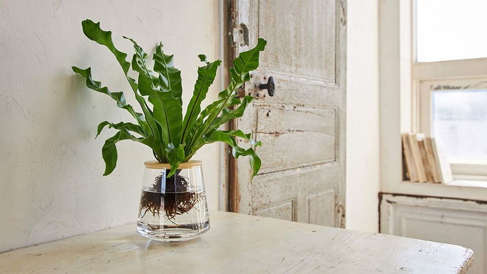 観葉植物の適した置き場所