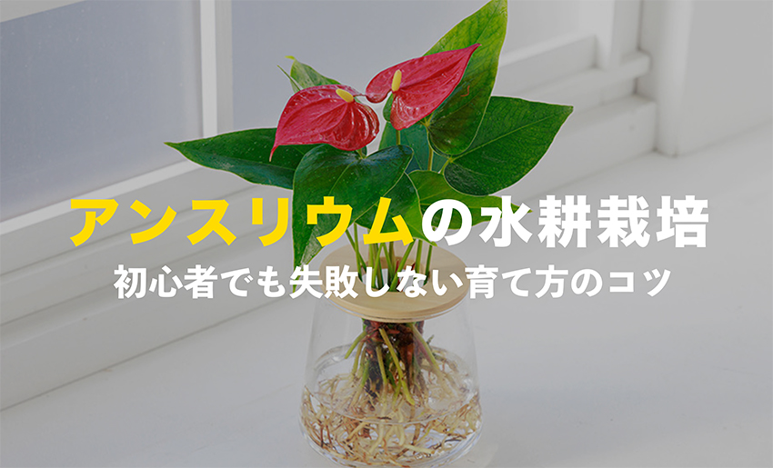 アンスリウムの水耕栽培