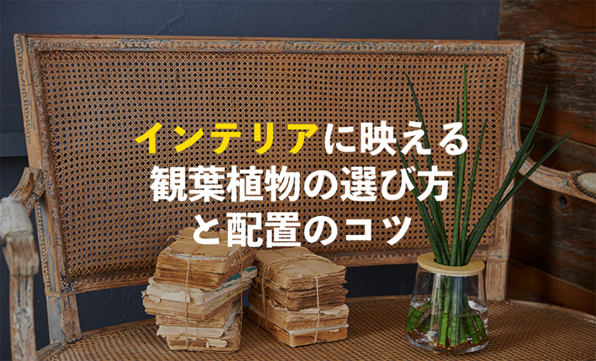 インテリアに映える観葉植物の選び方と配置のコツ