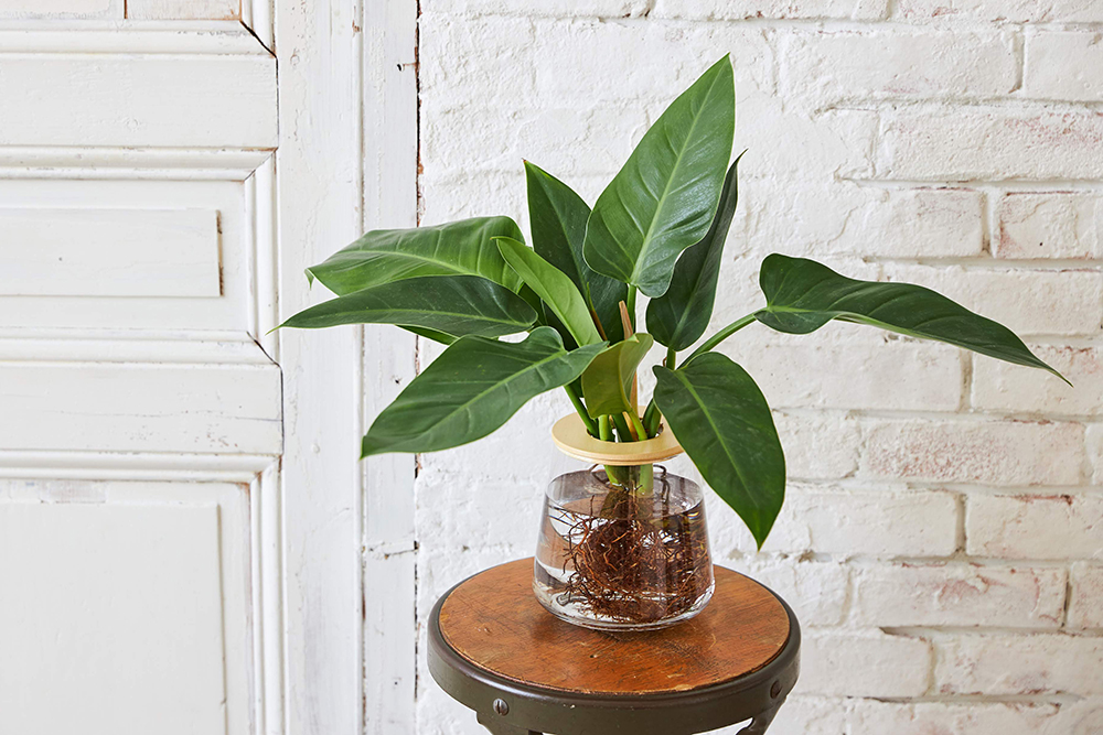 大型の観葉植物