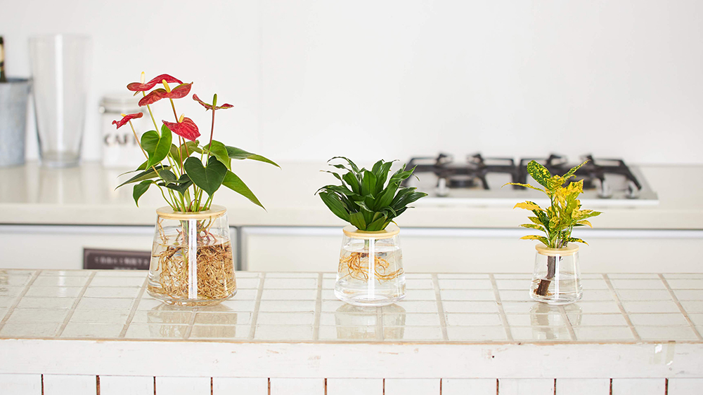 水耕栽培の観葉植物