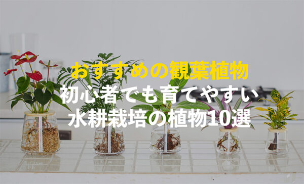初心者におすすめの観葉植物