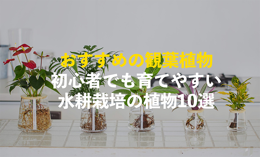 初心者におすすめの観葉植物