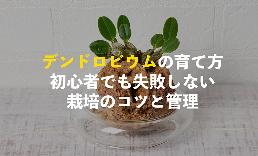 デンドロビウムの育て方