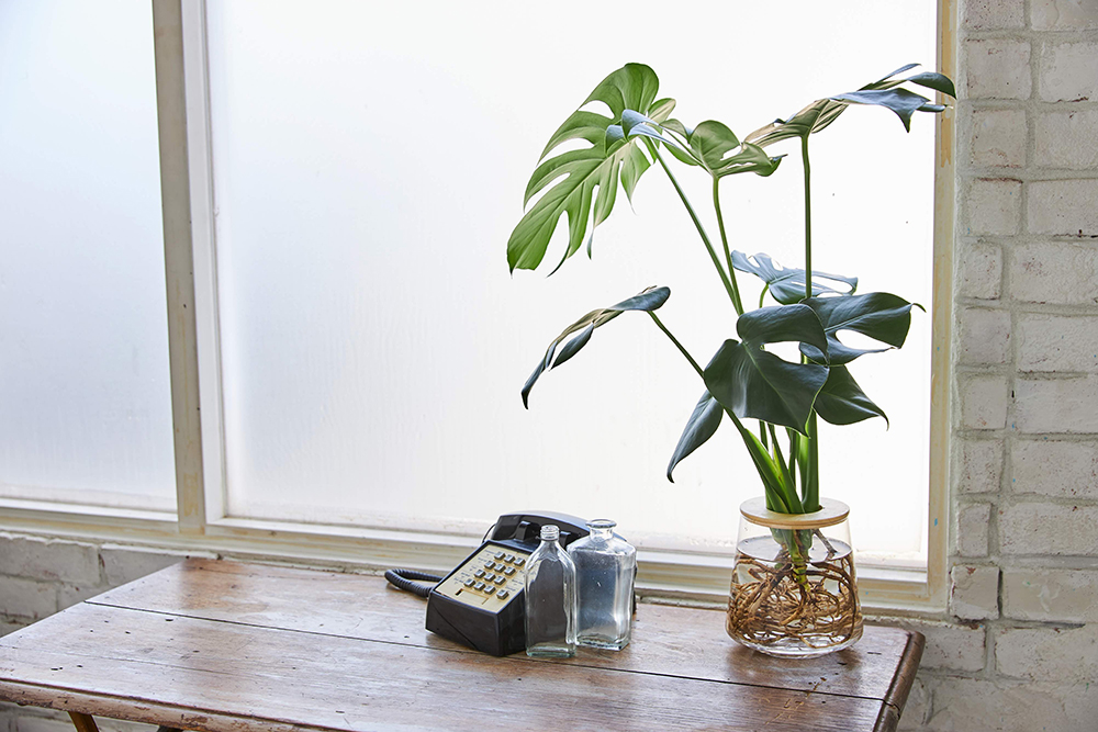 モンステラの水耕栽培