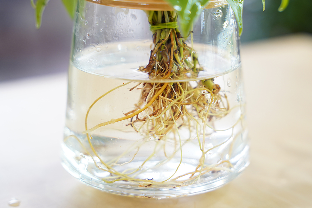 水耕栽培のオキシカルディウムの水の適量