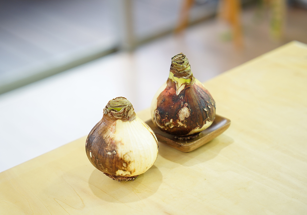 マジックアマリリスを育てている様子