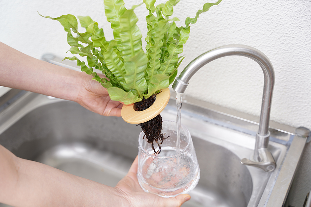 水耕栽培のアスプレニウムの器に水を入れている様子