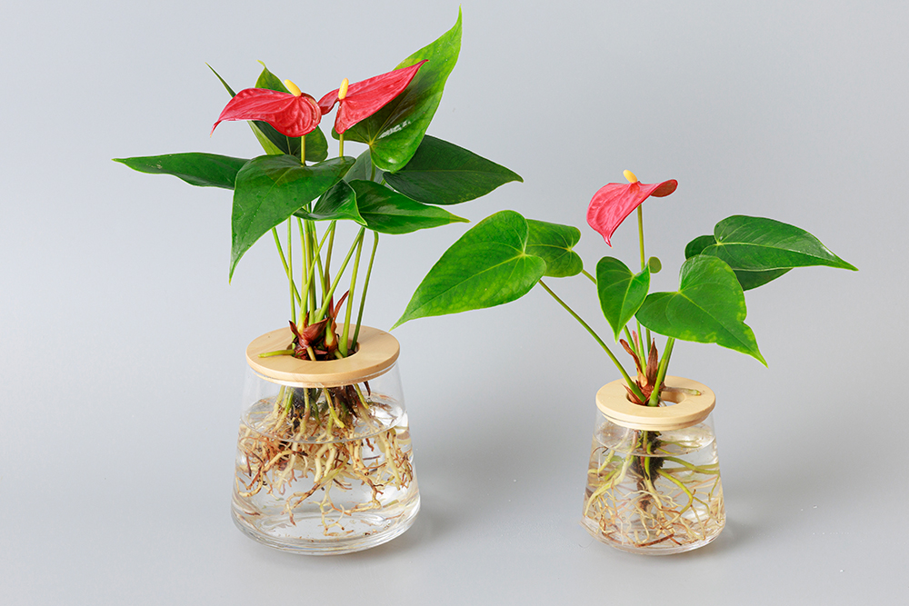 アンスリウムの水耕栽培