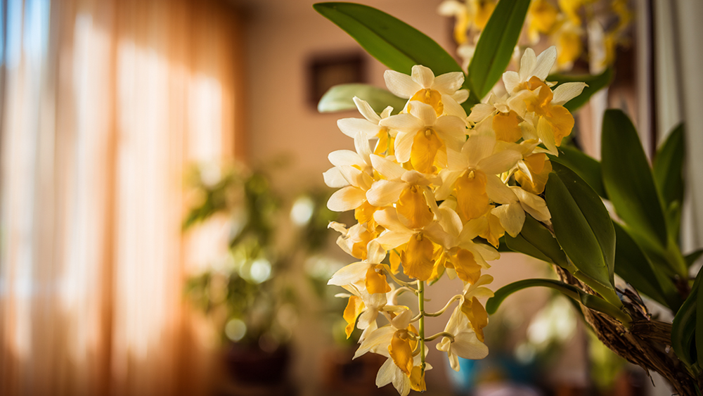 デンドロビウム