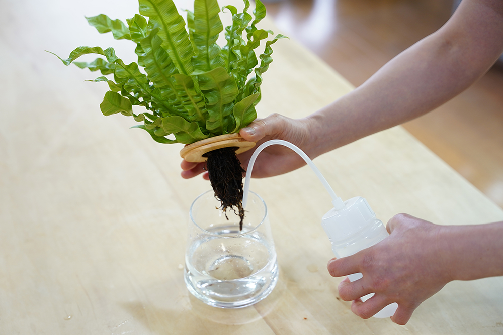 水耕栽培のアスプレニウムに水を足している様子