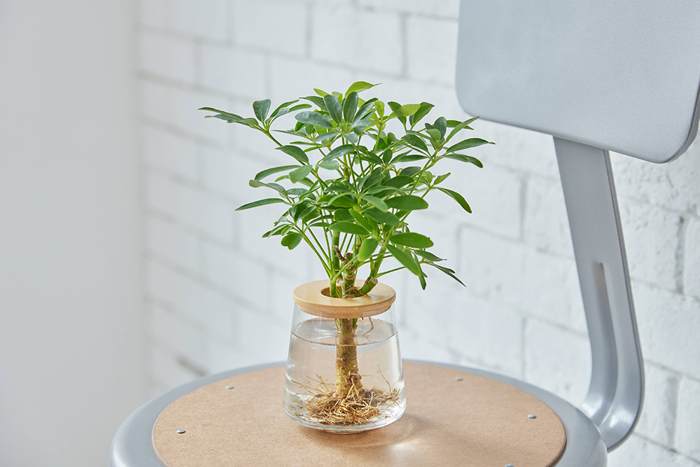 書斎に最適な観葉植物シェフレラ