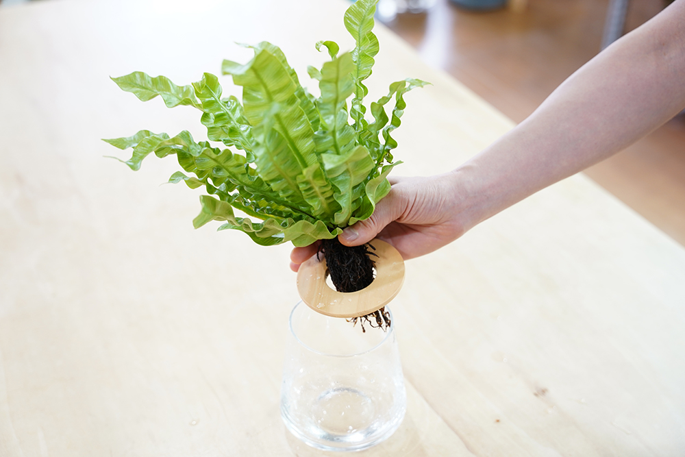 水耕栽培のアスプレニウムを器に入れている様子