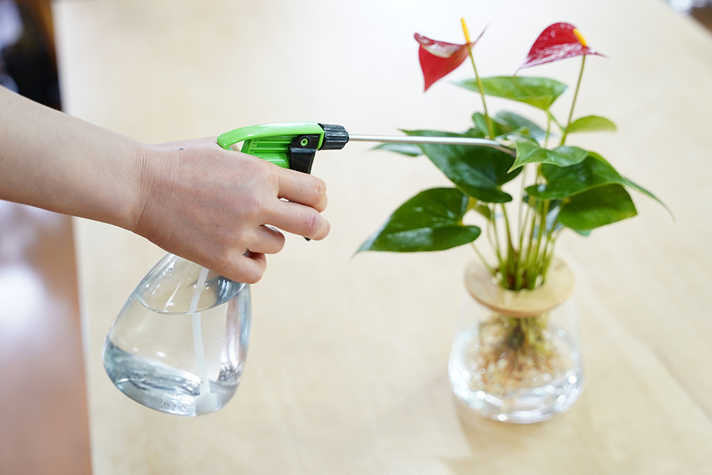 アンスリウムに肥料をやっている様子