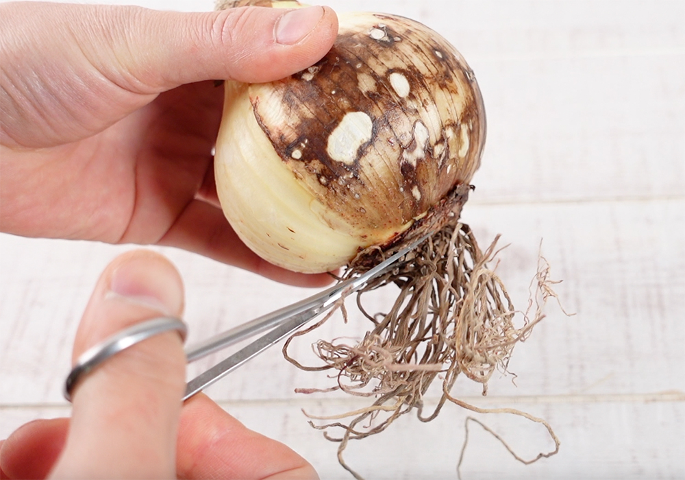 マジックアマリリスの根をハサミで切っている様子