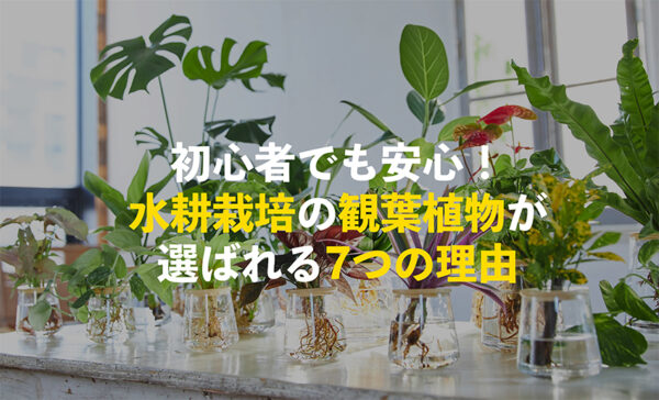 水耕栽培の観葉植物が初心者におすすめの理由