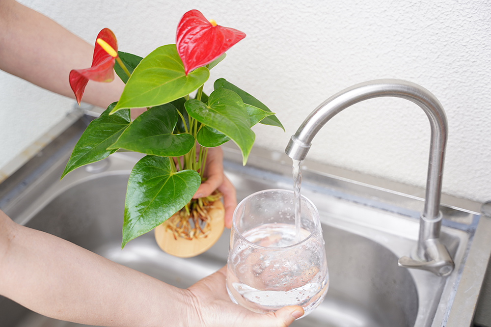 水耕栽培のアンスリウムの器に水を入れている様子