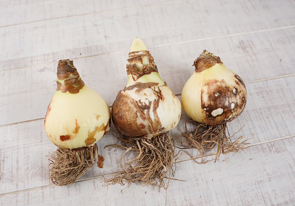 マジックアマリリスの球根