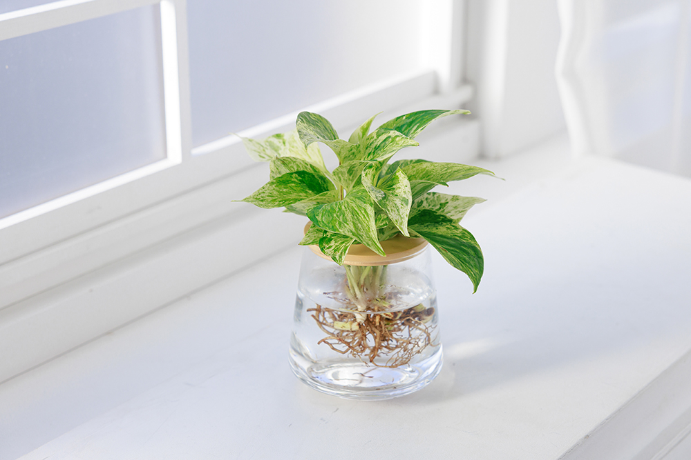 寝室に最適な観葉植物ポトス