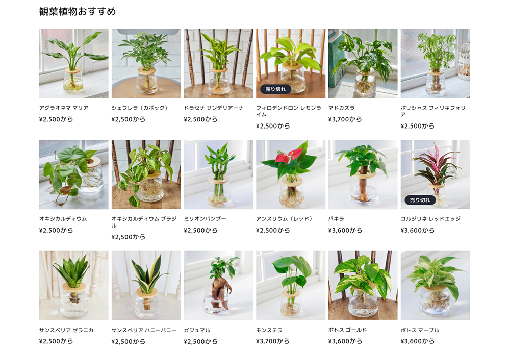 観葉植物の種類一覧