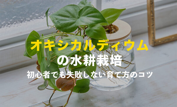 オキシカルディウムの水耕栽培